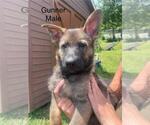 Small #14 German Shepherd Dog