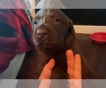 Small Photo #9 Labrador Retriever Puppy For Sale in GIG HARBOR, WA, USA