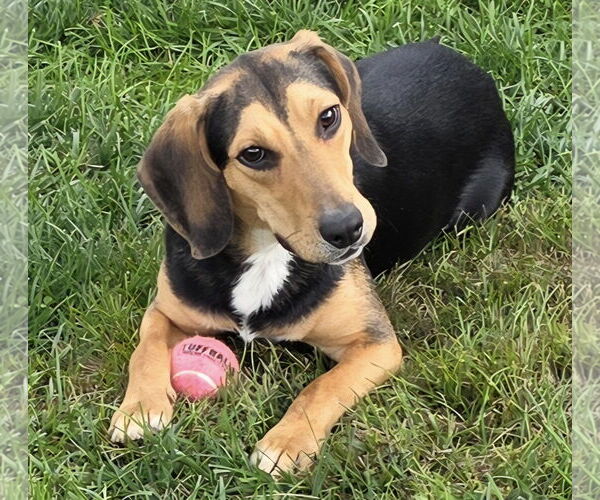 Medium Photo #1 Bagle Hound Puppy For Sale in Batavia, OH, USA