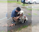 Small #20 Great Pyrenees Mix