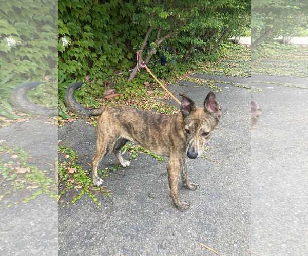 Medium Photo #4 Dutch Shepherd -Unknown Mix Puppy For Sale in San Diego, CA, USA