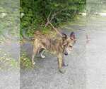 Small #3 Dutch Shepherd  Mix