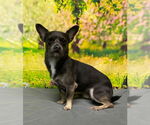 Small #1 Chihuahua Mix