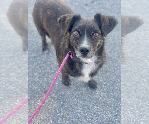 Medium Photo #2 Dachshund-Spaniel Mix Puppy For Sale in Newport Beach, CA, USA