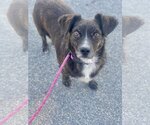Small Photo #2 Dachshund-Spaniel Mix Puppy For Sale in Newport Beach, CA, USA