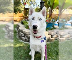 Huskies -Unknown Mix Dogs for adoption in Woodland, CA, USA