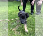 Small Photo #7 German Shepherd Dog Puppy For Sale in GREENWICH, NY, USA