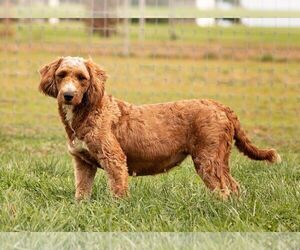 Mother of the Goldendoodle (Miniature) puppies born on 09/01/2025
