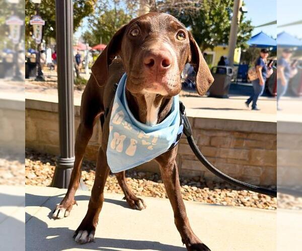 Medium Photo #2 Mutt Puppy For Sale in San Antonio, TX, USA