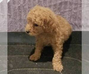 Goldendoodle-Poodle (Miniature) Mix Puppy for sale in ARTHUR, IL, USA