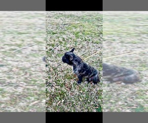 French Bulldog Puppy for sale in WATKINSVILLE, GA, USA