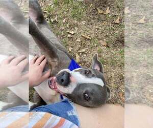 Gabriel - Male Mutt Dog for Adoption - Photo #7