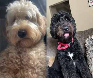 Goldendoodle Puppy for sale in METAIRIE, LA, USA