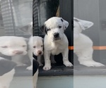 Puppy 4 English Bulldog-Great Pyrenees Mix