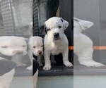 Puppy 3 English Bulldog-Great Pyrenees Mix