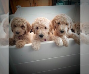 Poodle (Standard) Puppy for sale in HEMET, CA, USA