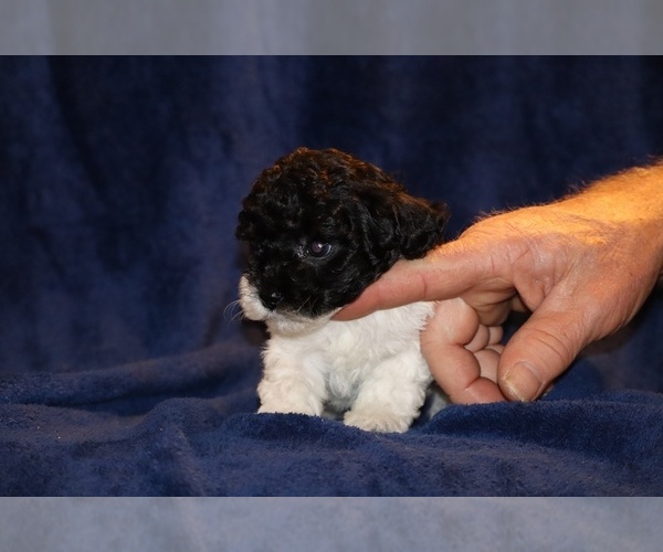 Medium Photo #6 Poodle (Toy) Puppy For Sale in DYERSBURG, TN, USA