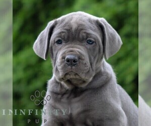 Cane Corso Puppy for sale in LANCASTER, PA, USA