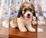 Litter of 4 - Male(s) and Female(s) Cockapoo (Miniature)Litter of Puppies for Sale - Photo #28