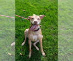 Small #6 American Staffordshire Terrier-Vizsla Mix