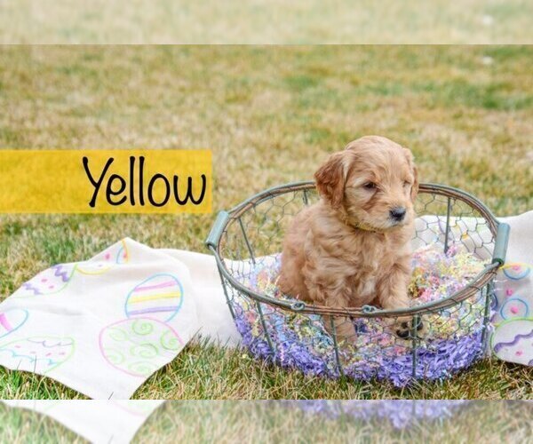 Medium Photo #7 Goldendoodle Puppy For Sale in GARDEN CITY, ID, USA