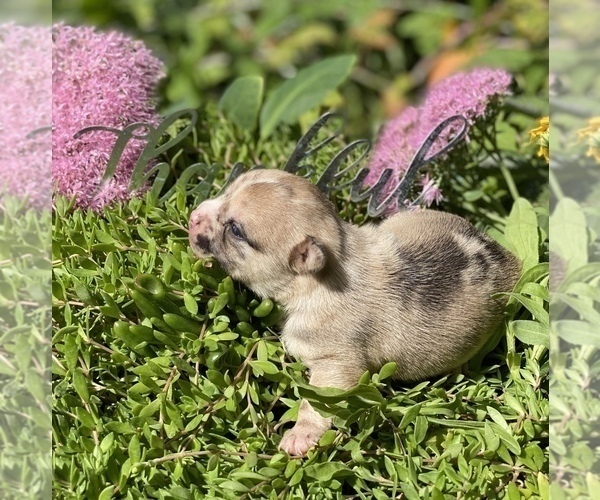 Medium Photo #12 Bullhuahua-Chihuahua Mix Puppy For Sale in RAWSONVILLE, MI, USA