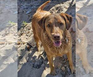 Mother of the Labrador Retriever puppies born on 02/26/2026