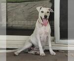 Small #8 Labrador Retriever Mix