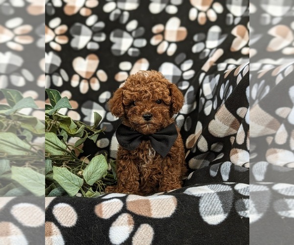 Medium Photo #1 Poodle (Miniature) Puppy For Sale in NEW HOLLAND, PA, USA