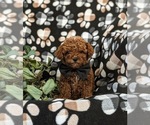 Small Photo #1 Poodle (Miniature) Puppy For Sale in NEW HOLLAND, PA, USA