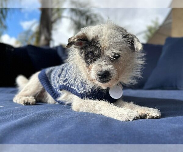 Medium Photo #1 Chihuahua-Unknown Mix Puppy For Sale in  Ramona, CA, USA