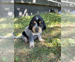 Small Photo #3 Bluetick Coonhound Puppy For Sale in HAVRE DE GRACE, MD, USA