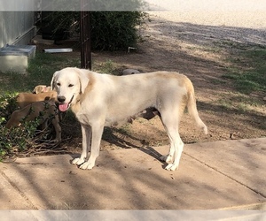 Great Pyrenees Puppy for sale in BENSON, AZ, USA