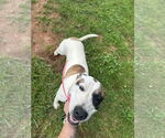 Small #2 American Staffordshire Terrier
