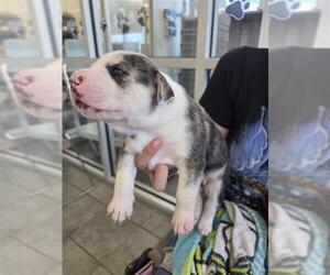 American Pit Bull Terrier-Unknown Mix Dogs for adoption in San Antonio, TX, USA