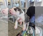 Small American Pit Bull Terrier Mix