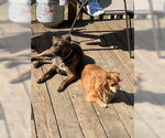 Small Photo #2 Rottweiler-Unknown Mix Puppy For Sale in Hillsboro, NH, USA