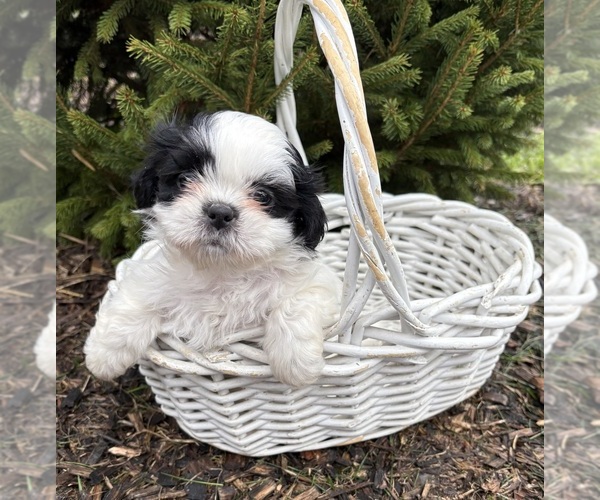 Medium Photo #3 Shih Tzu Puppy For Sale in MIDDLEBURY, IN, USA