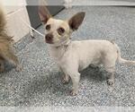 Small Chihuahua