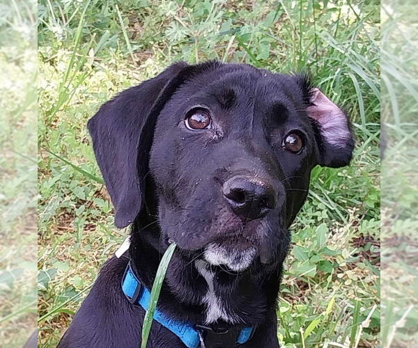 Medium Photo #3 Labrador Retriever-Unknown Mix Puppy For Sale in Greensboro, NC, USA