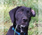 Small #2 Labrador Retriever Mix