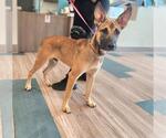 Small Shepradors