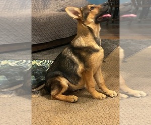 German Shepherd Dog Puppy for Sale in LOGAN, Ohio USA