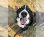 Small #1 Bernese Mountain Dog