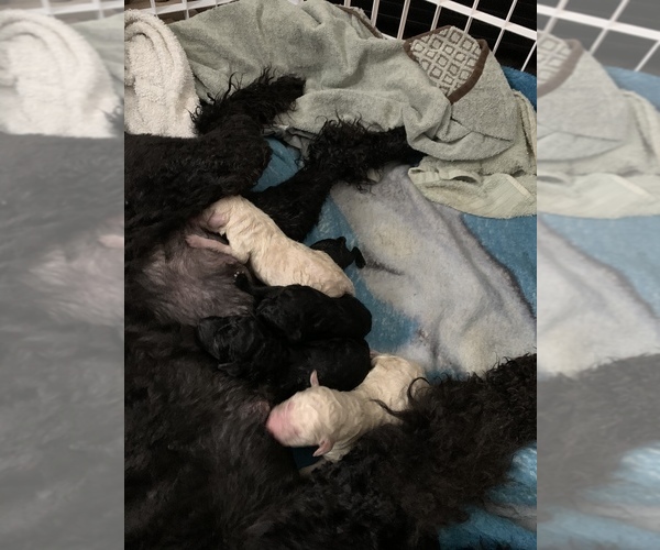 Medium Photo #6 Poodle (Standard) Puppy For Sale in TOLEDO, OH, USA