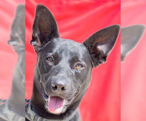 German Shepherd Dog Dogs for adoption in Tracy, CA, USA