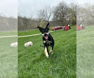 Boxer-Siberian Husky Mix Dogs for adoption in Aurora, IN, USA