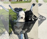 Small Photo #61 Miniature Bernedoodle Puppy For Sale in AUBURNDALE, FL, USA