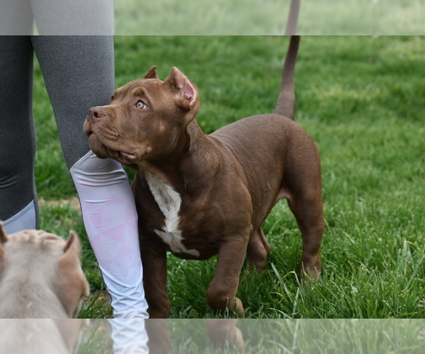 Medium Photo #6 American Bully Puppy For Sale in BOLIVAR, MO, USA