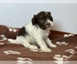 Small #3 Havanese